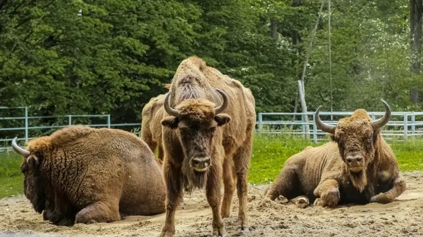 Ośrodek Hodowli Żubrów