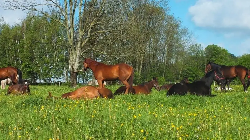 Stajnia Melnik Nowy Harsz