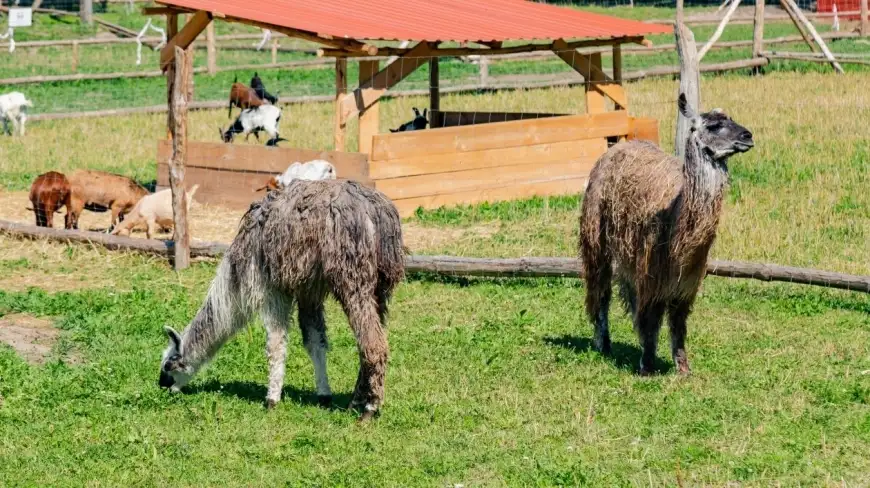 Zwierzoogród