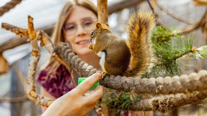 Wiewiórkarnia w MiniZoo w Wilkasach